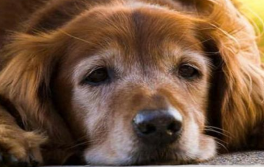 老年犬怎样护理？论老年犬的护理关键！