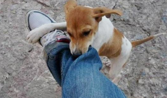 狗狗为什么老咬裤脚
