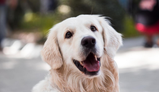 狗狗近亲繁殖安全性吗？为何非纯种犬全是近亲繁殖的？