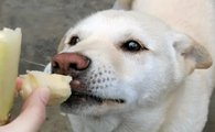 为什么狗狗不能吃甘蔗皮
