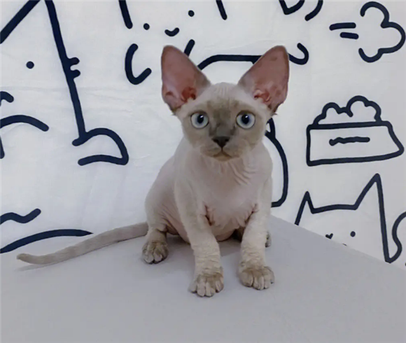 德文卷毛猫猫舍排名
