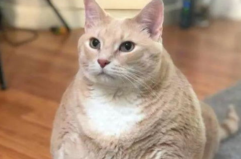 猫咪心脏病的临床检查，警惕猫咪的无形杀手！