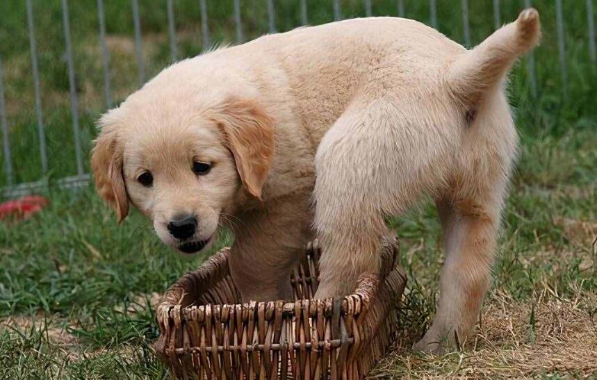 金毛幼犬的最佳训练时间？不要弄错