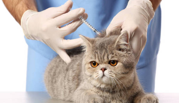 如何给猫猫打疫苗
