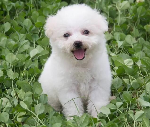 最伤比熊犬的七种喂养方法，诸多都是会要它命