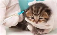 一个月小猫感冒了怎么办呢