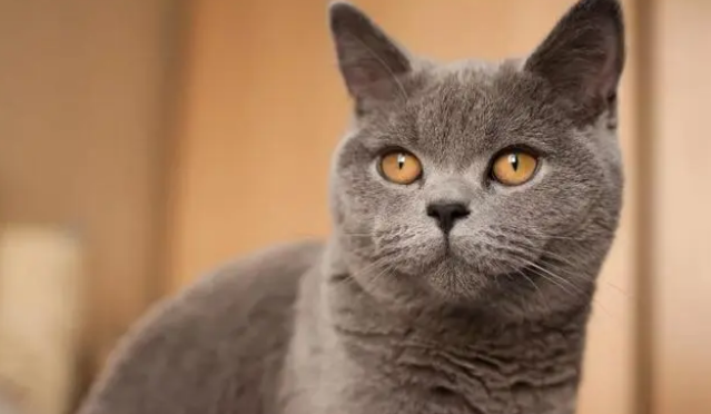 猫咪可以喝酸奶吗？