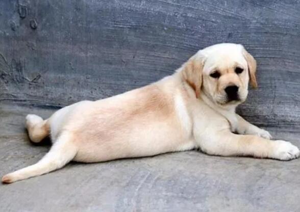 拉布拉多幼犬感冒了怎么办