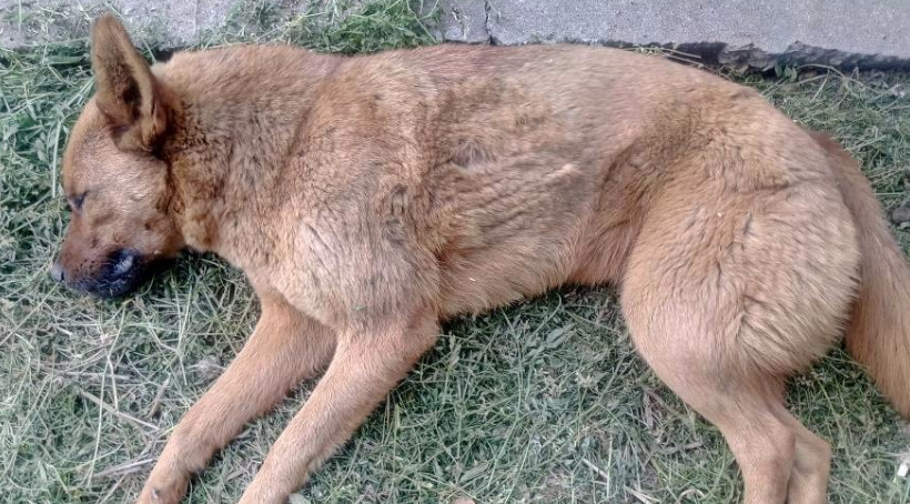 狗狗死亡埋在地下多久能烂