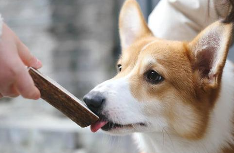 狗狗为什么会腿软 狗狗腿软该怎么办