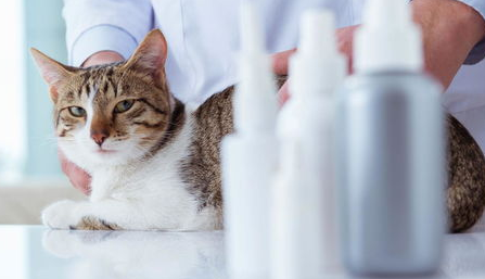 猫咪消毒水怎么选择?适合养猫家用的消毒液! 猫咪消毒水怎么选择?适合养猫家用的消毒液!