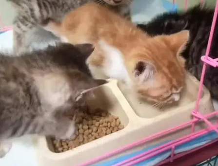 被扔在救助站车里的猫咪，一个月大却要面对失明的命运