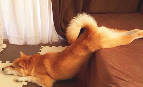 柴犬上火是否会掉毛,柴犬上火会造成掉毛吗? 柴犬上火是否会掉毛,柴犬上火会造成掉毛吗?