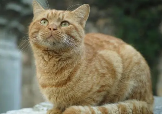 猫泌尿感染怎么办?猫泌尿系统疾病的检查方法! 猫泌尿感染怎么办?猫泌尿系统疾病的检查方法!