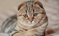 为什么现在的猫咪很少生病