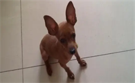 小鹿犬纯不纯种看什么