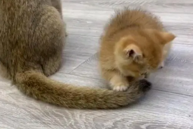 小猫咪为什么爱玩尾巴