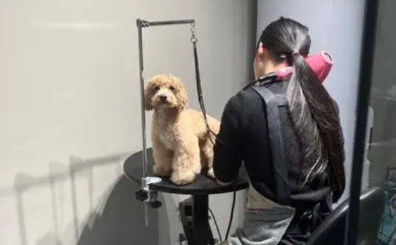 财猫双犬app在哪里下载