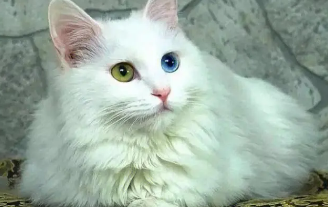 波斯猫正确的护理方法！