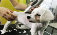 狗狗剪毛为什么会有腥味
