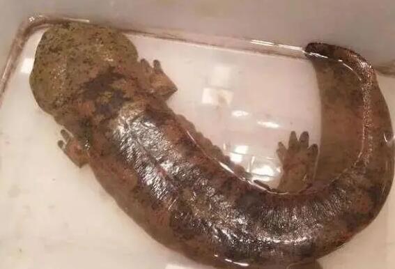 杀娃娃鱼为什么不吉利