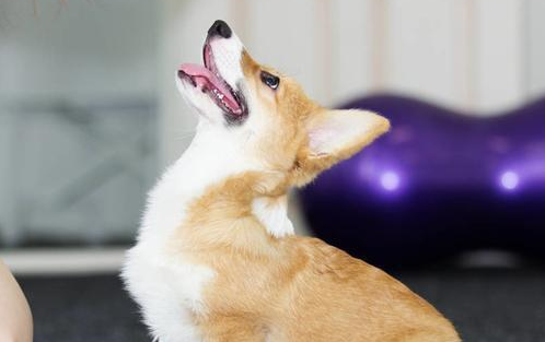 怎样训练好一只柯基犬？非常简单，记牢这几点就可以了