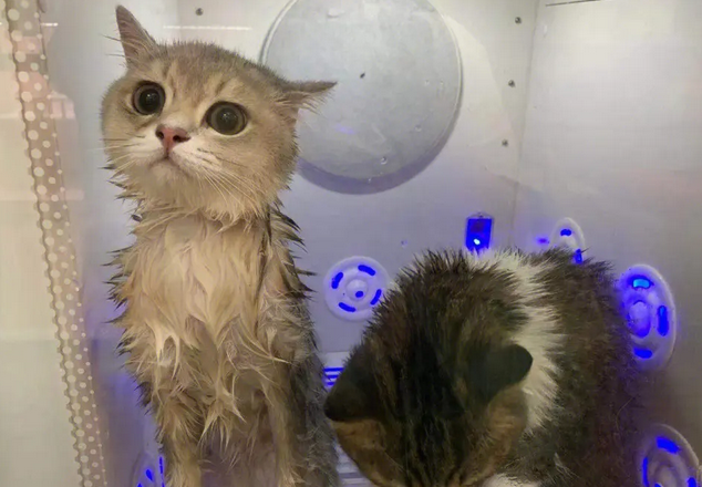 宠物猫洗澡一般多少钱