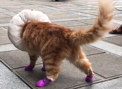 猫咪穿上鞋子就不会走路?猫咪穿上鞋子后的表现! 猫咪穿上鞋子就不会走路?猫咪穿上鞋子后的表现!