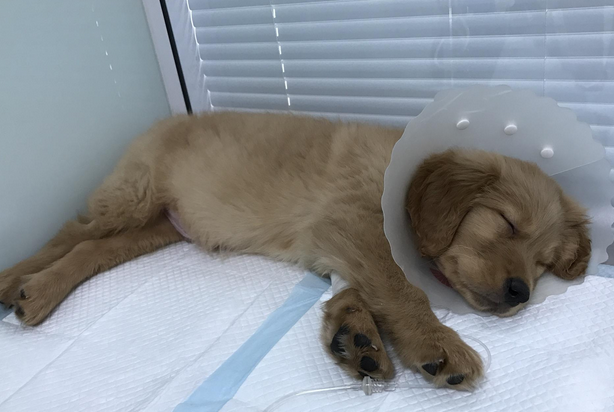 狗狗被传染犬瘟多久会发病