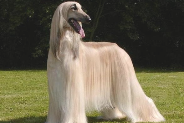 有“女神狗”头衔的阿富汗猎犬，你掌握是多少？