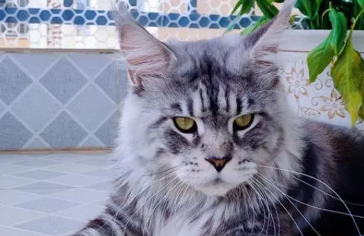 推荐正规的缅因猫猫舍