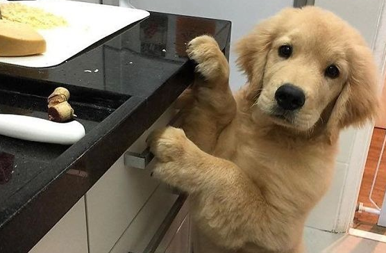 小狗吃撑了怎么办？幼犬吃多了怎么办？