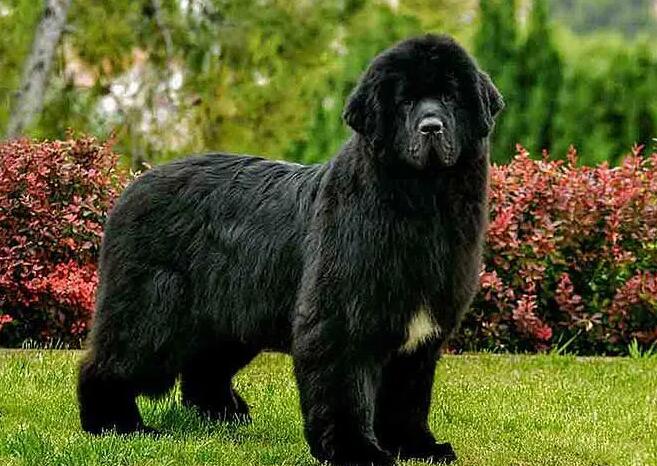 纽芬兰犬的形状特点有什么? 纽芬兰犬的形状特点有什么?