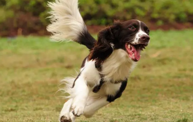 史宾格犬做猎犬怎么样好养吗