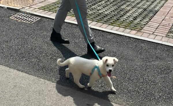 现在爱狗人士怎么不闹了