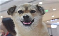 训练狗狗的小方式~