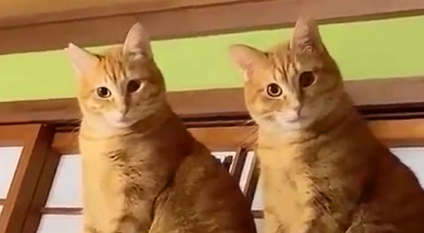 怎么样能让新猫跟旧猫熟悉？