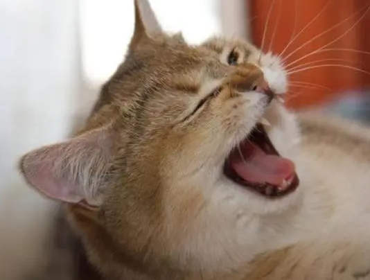 猫鼻子干打喷嚏
