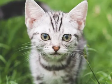 刚断奶的小猫吃什么好？怎么喂养刚断奶的小猫咪？