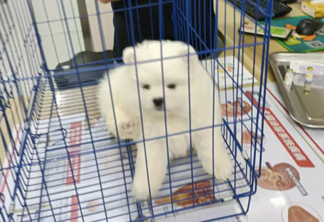 网上宠物经纪人项目