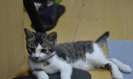  主人听见猫咪凄厉的惨叫，急忙跑过去看，结果看见后笑得岔气 