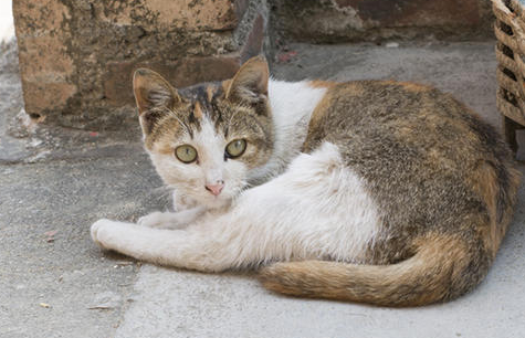 宠物猫怀孕和分娩时我们需要了解哪些相关知识? 宠物猫怀孕和分娩时我们需要了解哪些相关知识?