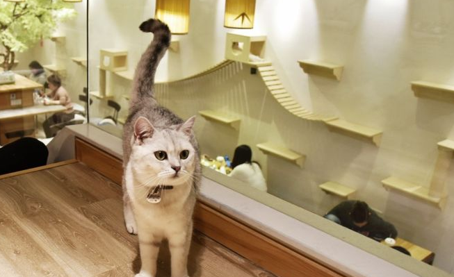 上海哪家猫舍比较好
