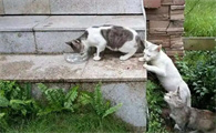 为什么猫会吃垃圾？4种改变猫吃垃圾的方法