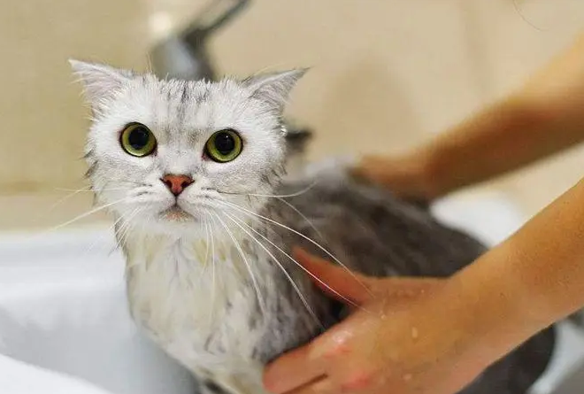 宠物店给猫洗澡多少钱一次