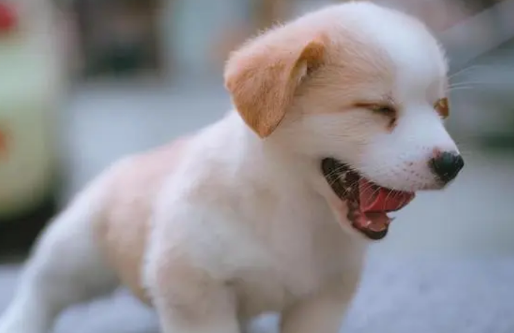 狗狗排名智商排名榜