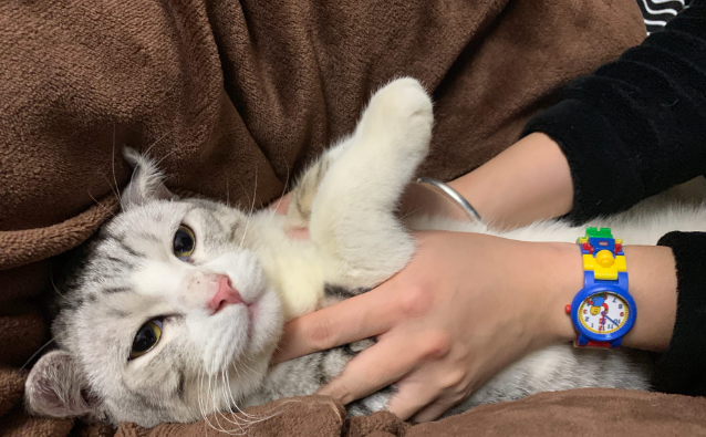 猫咪只有一个蛋蛋，就没必要绝育了？隐睾的危害了解一下