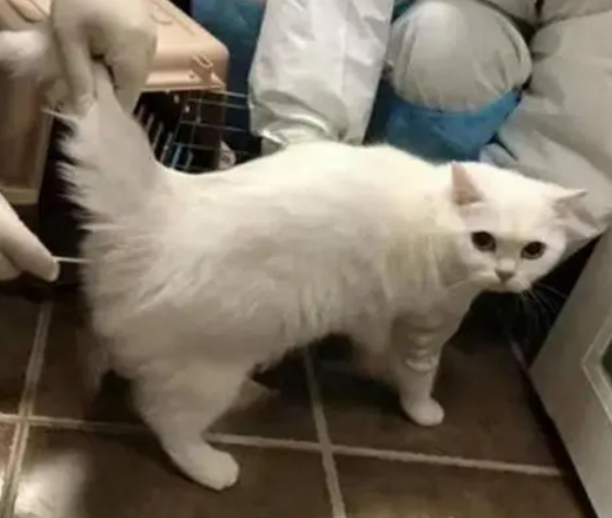 猫呼吸道五联核酸检测是否有用