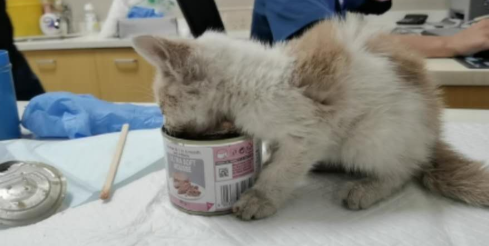 小猫奄奄一息如何急救处理 小猫奄奄一息如何急救处理