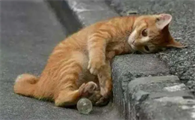 散养的猫走丢了能自己回家吗